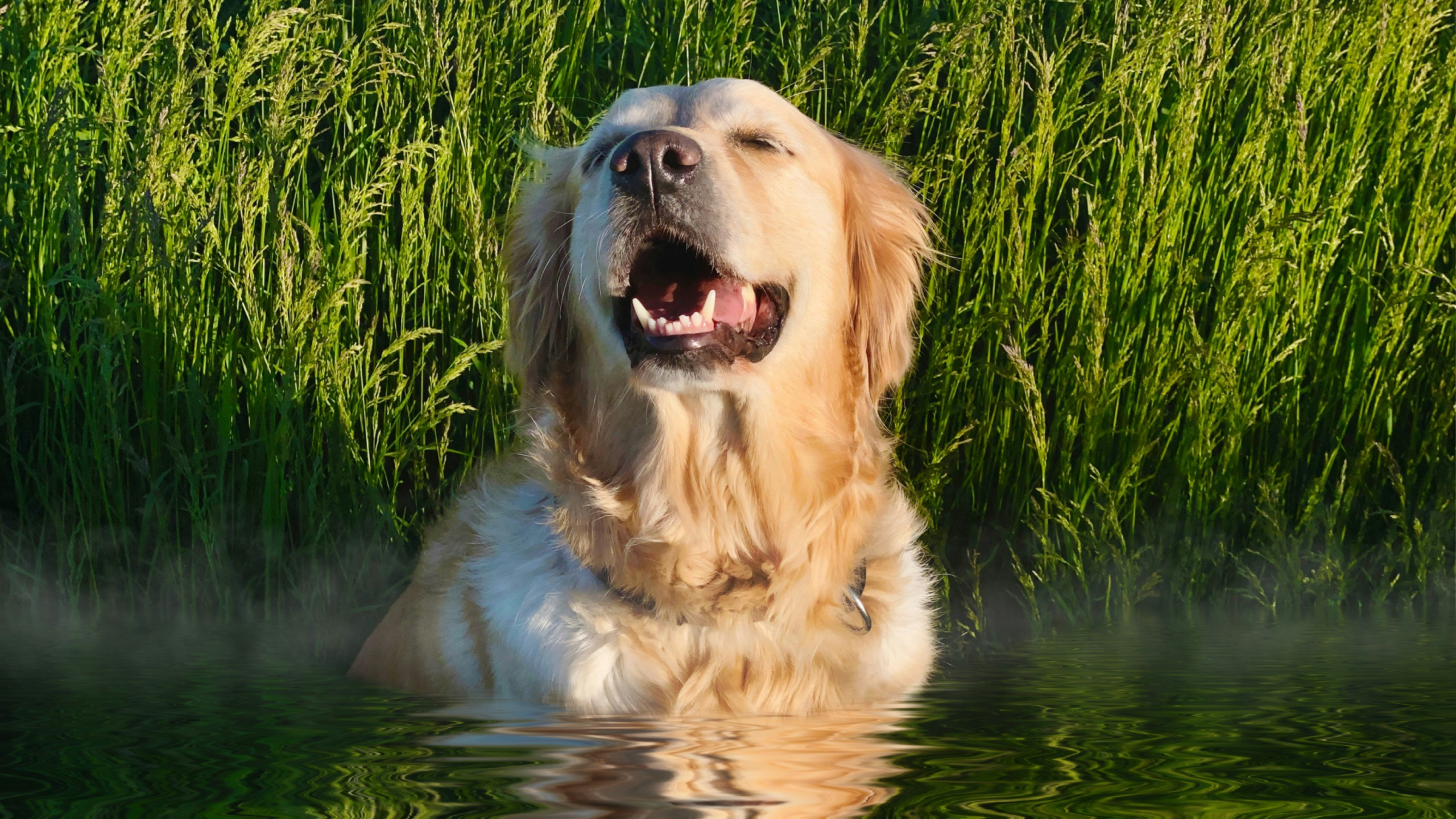 summer-dog